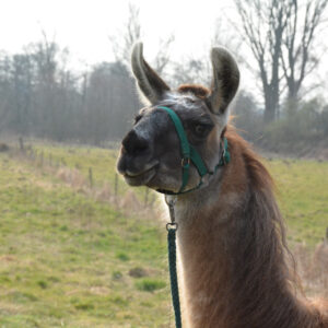 Bild 13