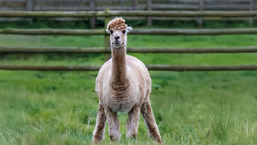 DARMPROBLEME BEI ALPAKAS - allespaka
