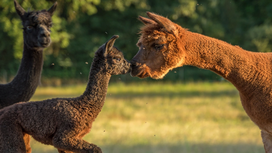 Vorbereitung auf die Geburtssaison_Allespaka