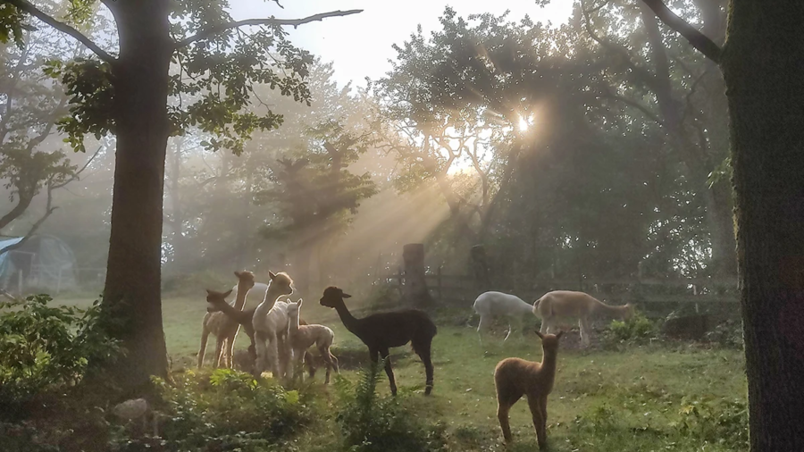 Zucht und Genetik bei Alpakas