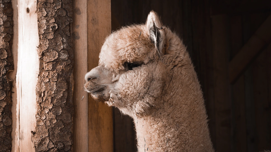 Zuchtwertschätzung-allespaka