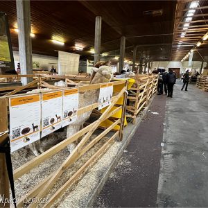 welt_alpakas_2021_2