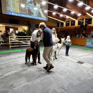 welt_alpakas_2021_3