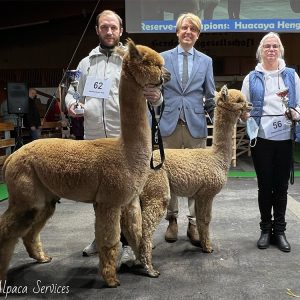 welt_alpakas_2021_6