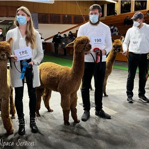 welt_alpakas_2021_7
