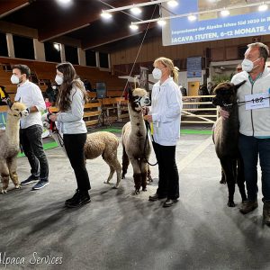 welt_alpakas_2021_8