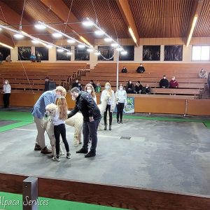 welt_alpakas_2021_9